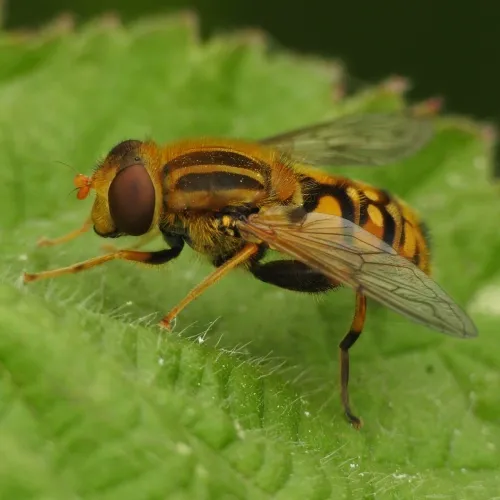 Parhelophilus frutetorum - photo 3