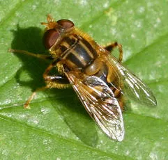 Parhelophilus frutetorum - photo 4