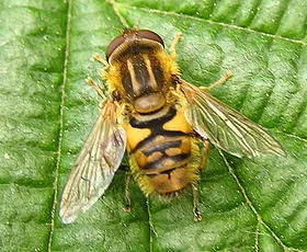 Parhelophilus frutetorum - photo 5