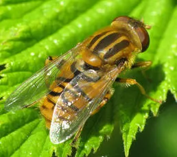 Parhelophilus frutetorum - photo 6