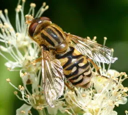 Parhelophilus frutetorum - photo 7