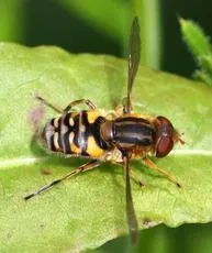 Parhelophilus frutetorum - photo 8