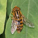 Parhelophilus integer - Parhelophilus integer