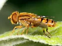 Parhelophilus integer - photo 2