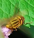 Parhelophilus integer - photo 3