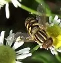 Parhelophilus integer - photo 4
