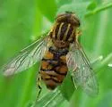 Parhelophilus laetus