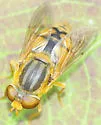 Parhelophilus laetus - photo 2