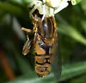 Parhelophilus laetus - photo 3