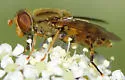 Parhelophilus laetus - photo 4