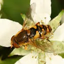 Parhelophilus obsoletus - photo 2