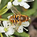 Parhelophilus obsoletus - photo 3