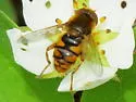 Parhelophilus obsoletus - photo 4