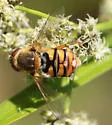 Parhelophilus obsoletus - photo 5