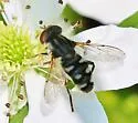 Black Bog Fly