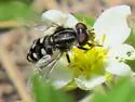 Black Bog Fly - photo 2