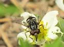 Black Bog Fly - photo 3