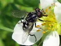 Black Bog Fly - photo 4