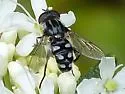 Black Bog Fly - photo 5