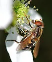 Parhelophilus rex - photo 2