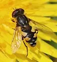 Parhelophilus rex - photo 4