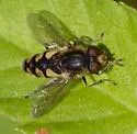 Parhelophilus rex - photo 5