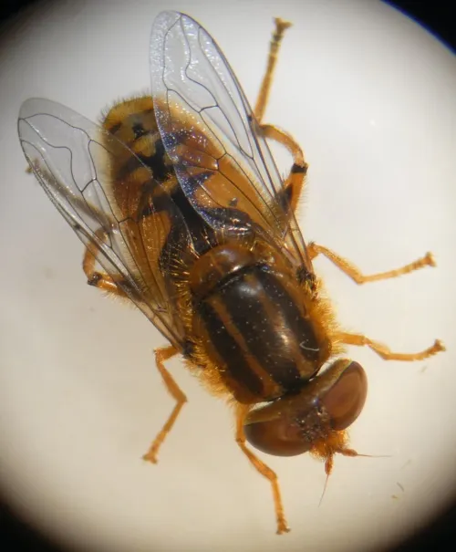 Parhelophilus versicolor