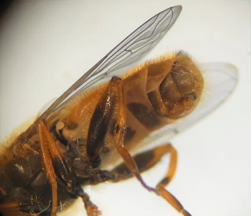 Parhelophilus versicolor - photo 2
