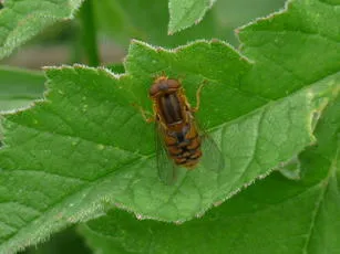 Parhelophilus versicolor - photo 3