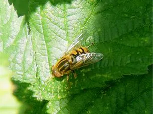 Parhelophilus versicolor - photo 4