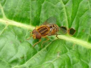 Parhelophilus versicolor - photo 5
