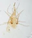 Parholaspella peltata