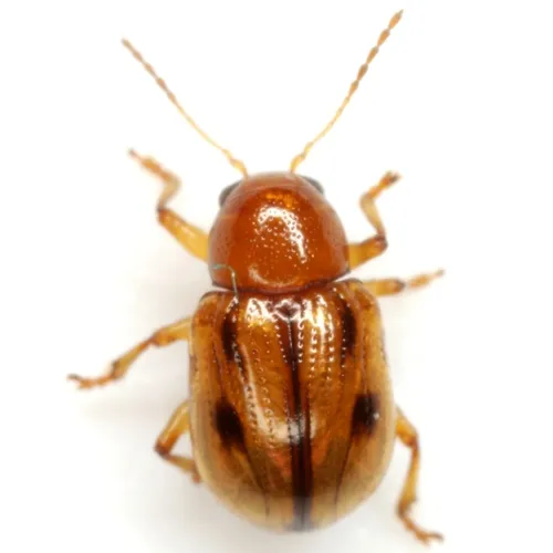 Paria arizonensis