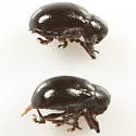 Paria aterrima