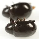 Paria aterrima - photo 4