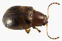 Strawberry Rootworm