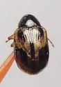 Strawberry Rootworm - photo 2