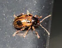Strawberry Rootworm - photo 3