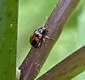 Strawberry Rootworm - photo 4