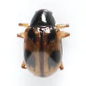 Strawberry Rootworm - photo 5