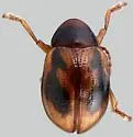 Paria pratensis