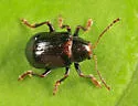 Paria quadrinotata - photo 3