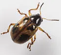 Paria quadrinotata - photo 4