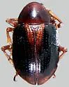 Paria scutellaris - Paria scutellaris