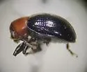 Paria scutellaris - photo 4