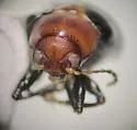 Paria scutellaris - photo 5