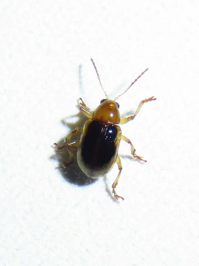 Paria sellata - photo 2