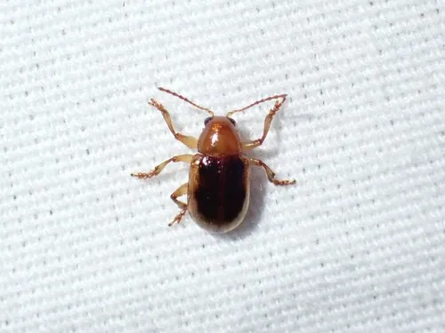 Paria sellata - photo 3