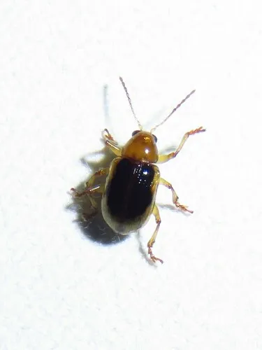 Paria sellata - photo 4