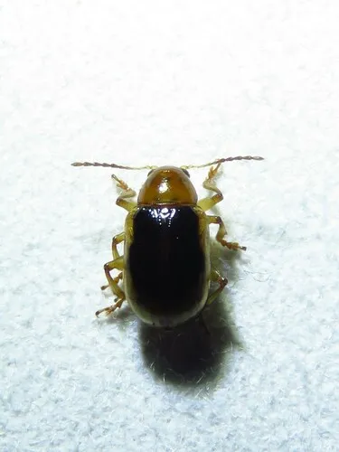 Paria sellata - photo 5